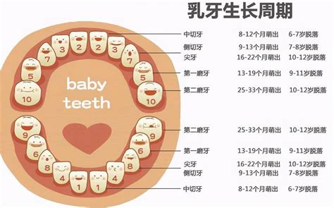 婴儿长牙时间和顺序