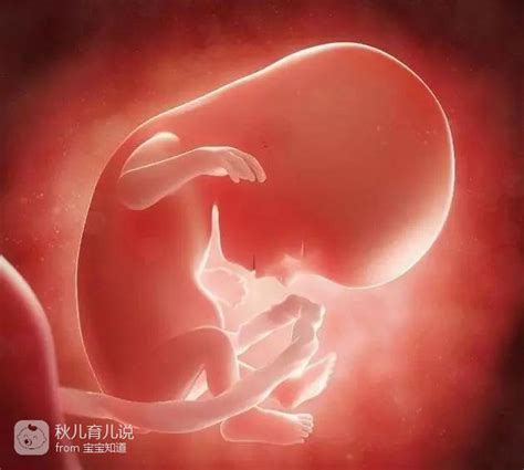 孕十八周什么会导致胎停