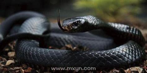 孕妇梦见大黑蛇是什么征兆
