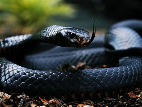 孕妇梦见黑蛇是胎梦吗