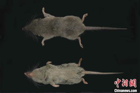 安徽发现新物种老鼠
