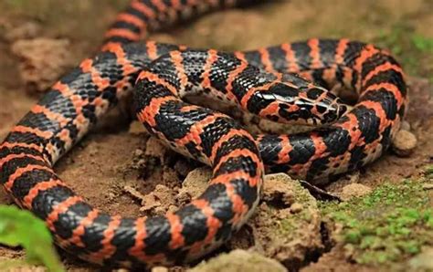 安徽黄山发现蛇类新品种