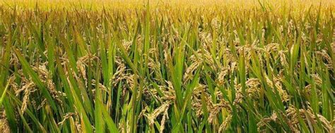 宋朝水稻产量跃居粮食作物首位的原因