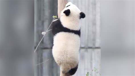 官方证实大熊猫宝新已去世