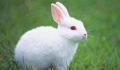 宠物兔可以吃的干草