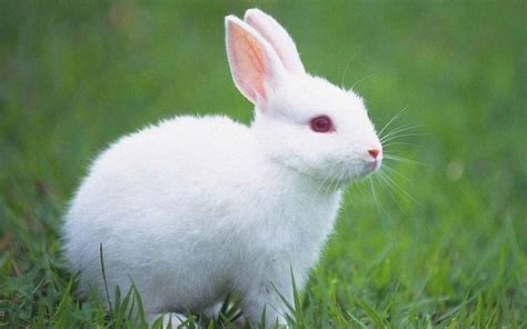 宠物兔应该取什么名字
