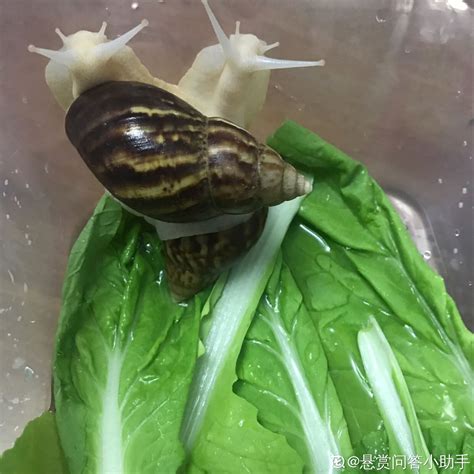 宠物蜗牛怎么养
