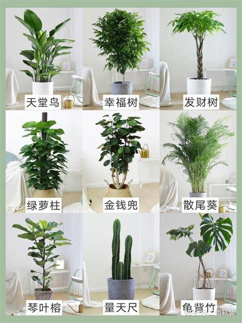 客厅一般种什么植物好