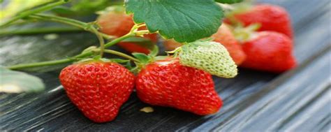 室外种植草莓冬天会冻死吗