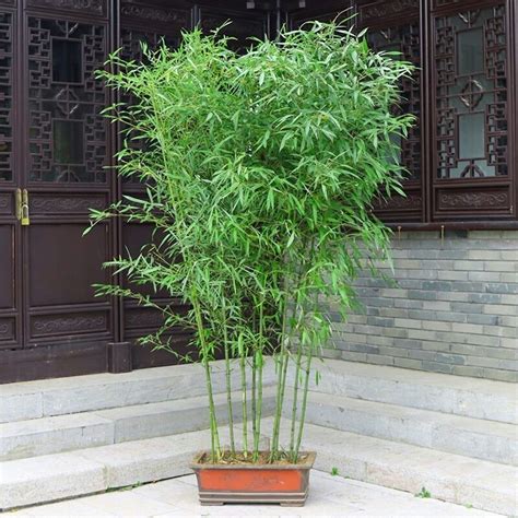 家中可以种竹子么