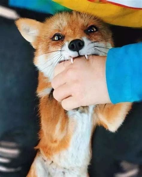 家养狐狸咬人吗