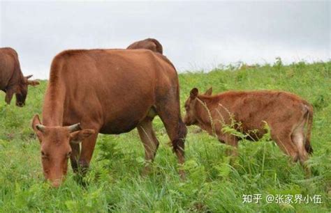 家庭农场养牛起名大全