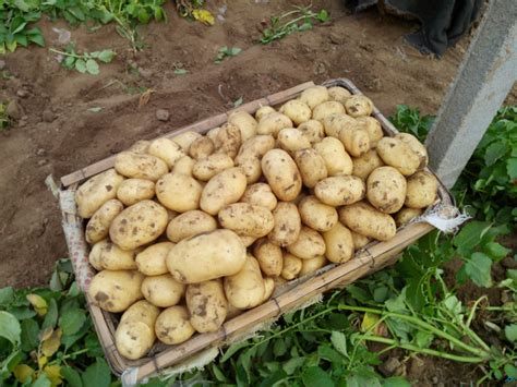 家庭土豆的种植时间和方法