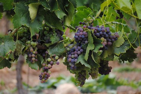 家庭种植葡萄品种推荐