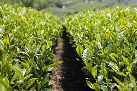 家里茶树的种植方法