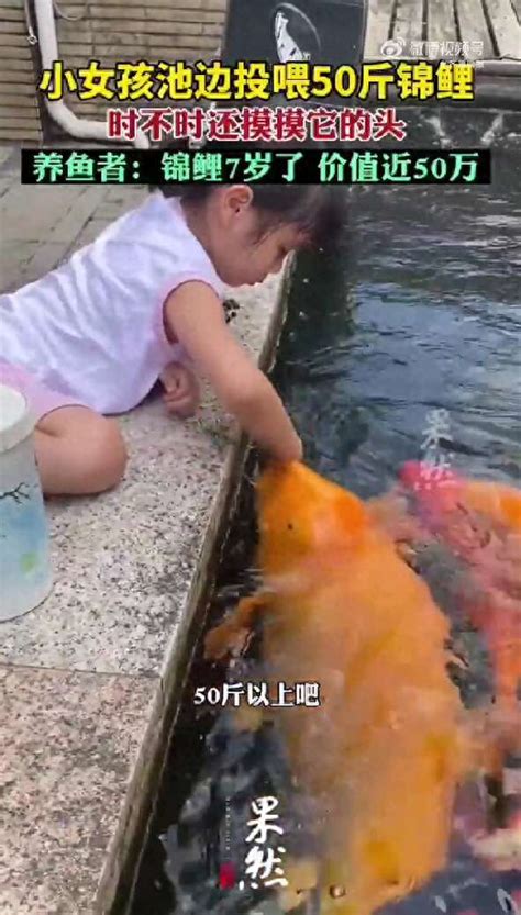小女孩投喂50斤胖锦鲤钓鱼