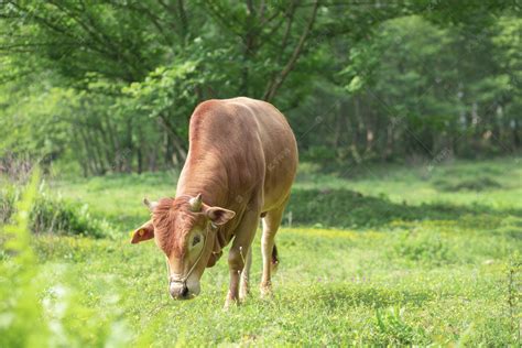 小牛在草地上吃草仿写