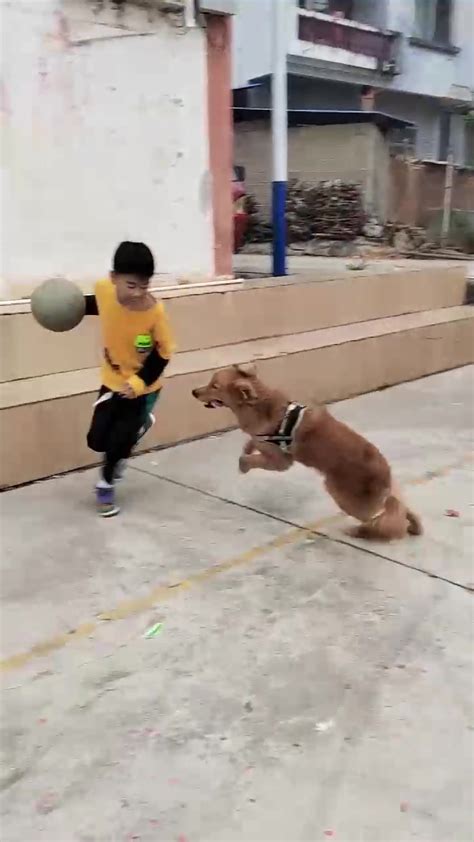 小狗抢断篮球