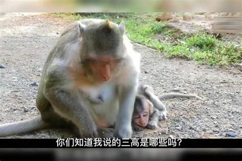 小猴子被人类打视频