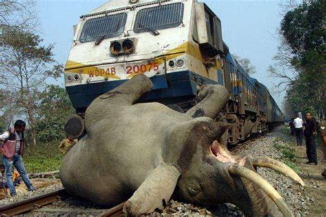 小象被火车撞获救
