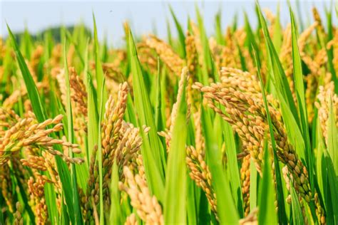小麦和水稻哪个产量高