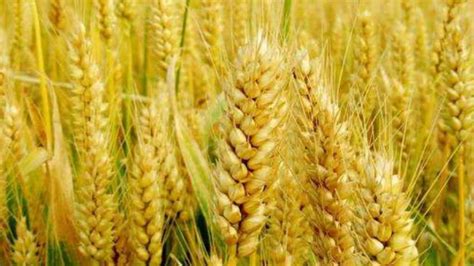 小麦打增产药
