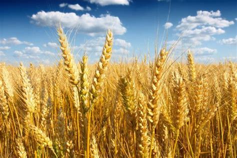 小麦是不是优质蛋白
