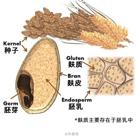 小麦麸皮中蛋白质含量