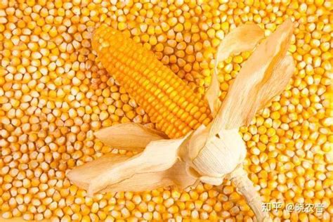 山东省玉米最新价格表