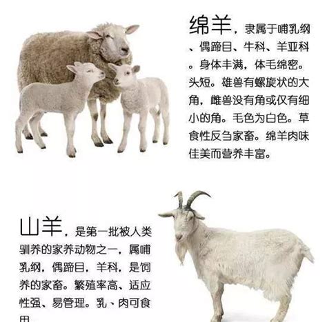 山羊与绵羊的区别