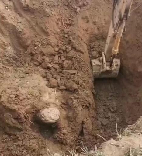 工地挖出一个巨大石龟
