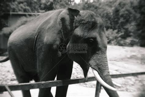 巨型大象下车惊魂