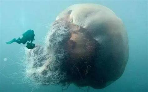 巨型水母出现在北极