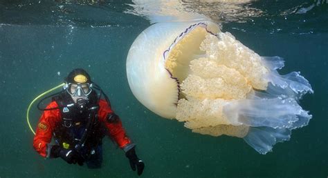 巨型水母生活在2400万的水里
