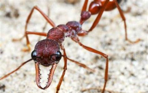 巨型蚂蚁真实视频