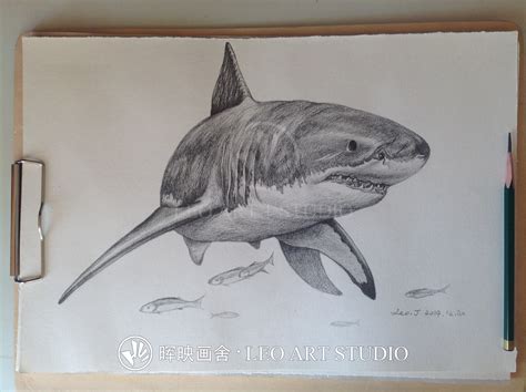 巨齿鲨简笔画大白鲨