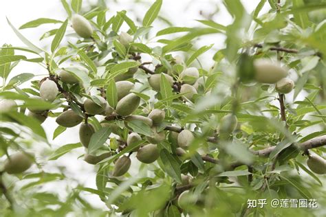 巴旦木在中国哪些地方可以种