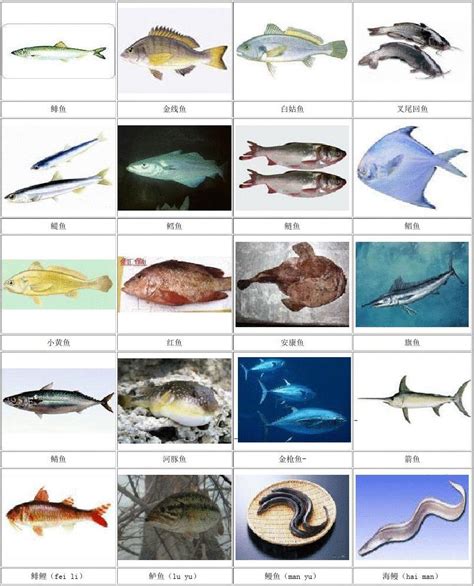 市场常见海鱼名称图片