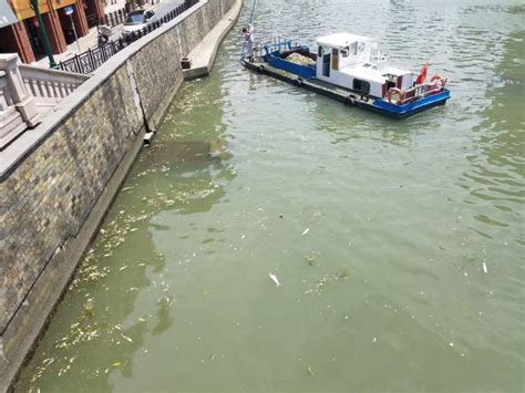 市民盲目放生致苏州河大量漂死鱼