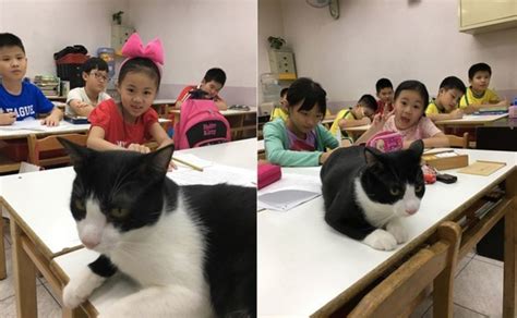 带猫上课被老师拿去当教鞭