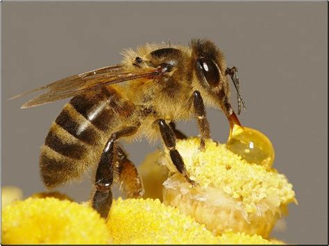 常见的蜜蜂蜂种有多少种