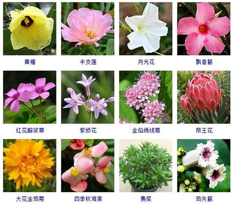 常见的200种花卉