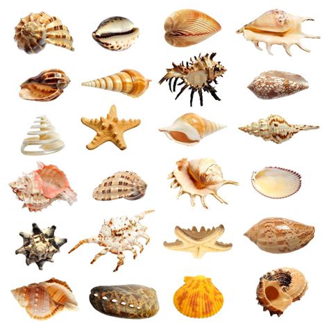 常见贝壳种类及名称图片