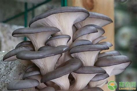 平菇菌种多少钱一斤