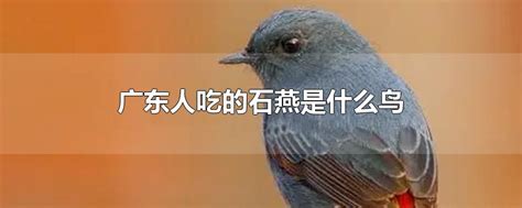 广东人吃的石燕是鸽子吗