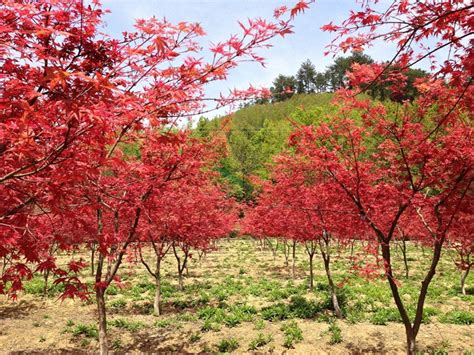 广东红枫树适合种植吗
