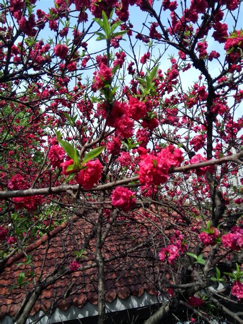 广州现在什么树开桔红色的花