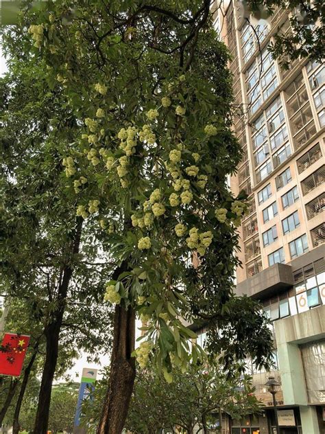 广州路边很难闻的树