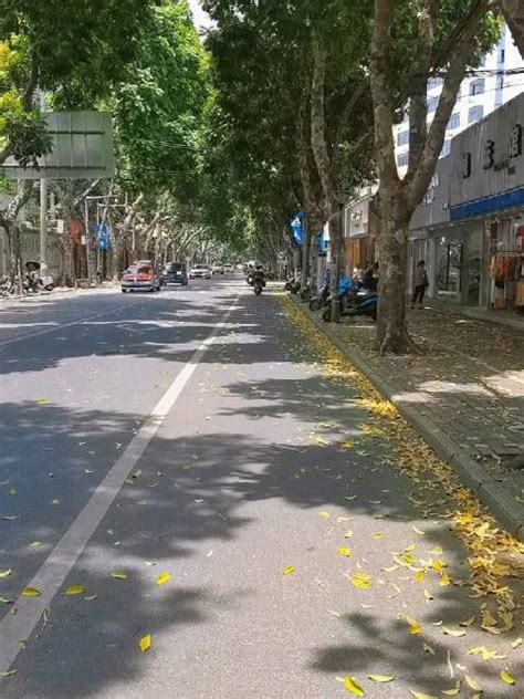 广州道路两旁的黄树