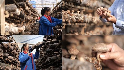 广西农村种植的香菇
